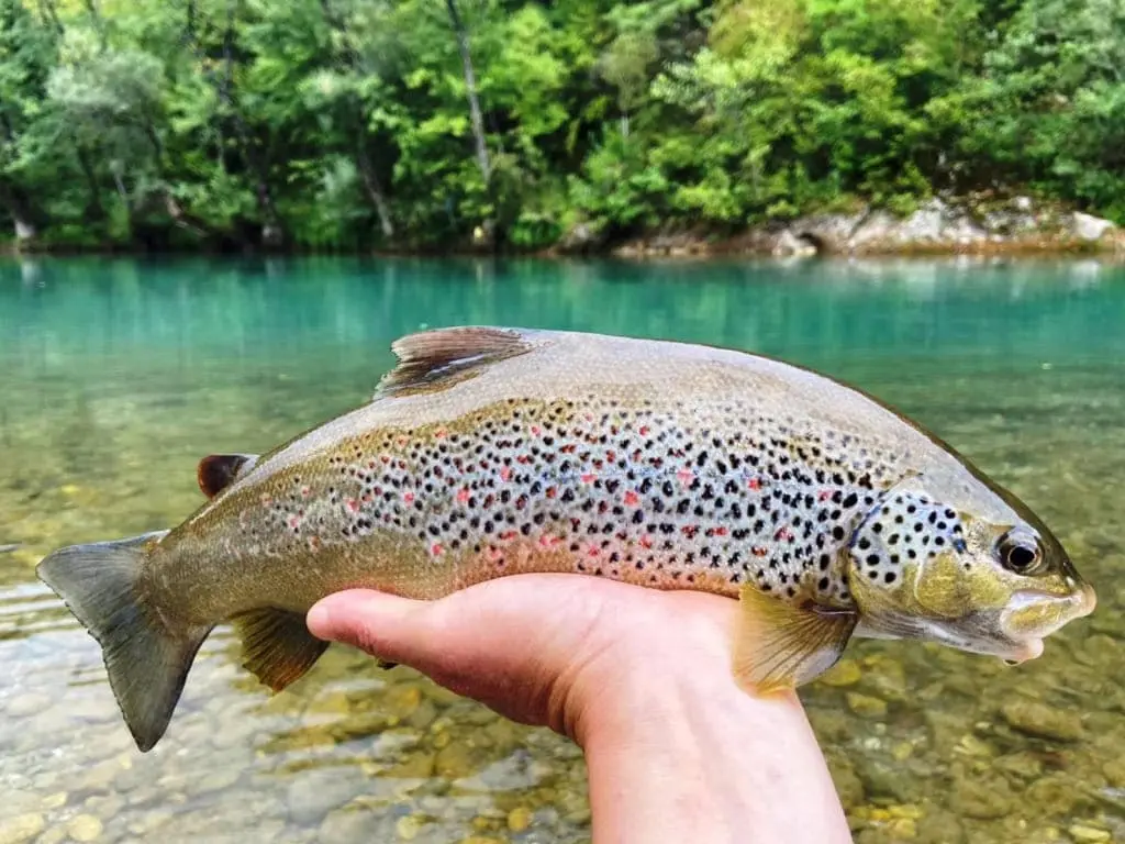 Glavaticevo Fly Fishing Softmouth Trout